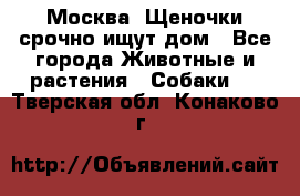 Москва! Щеночки срочно ищут дом - Все города Животные и растения » Собаки   . Тверская обл.,Конаково г.